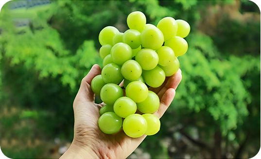 Shine Muscat 3