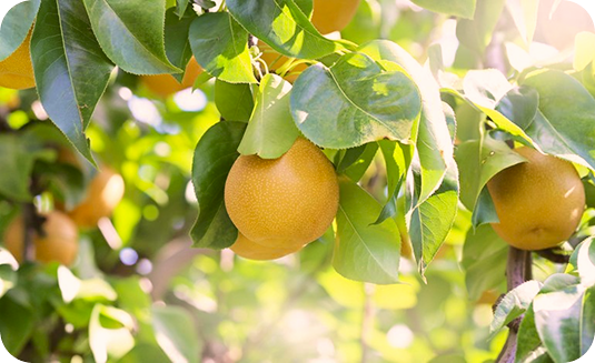 image pear