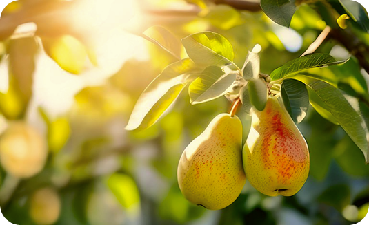 image pear2